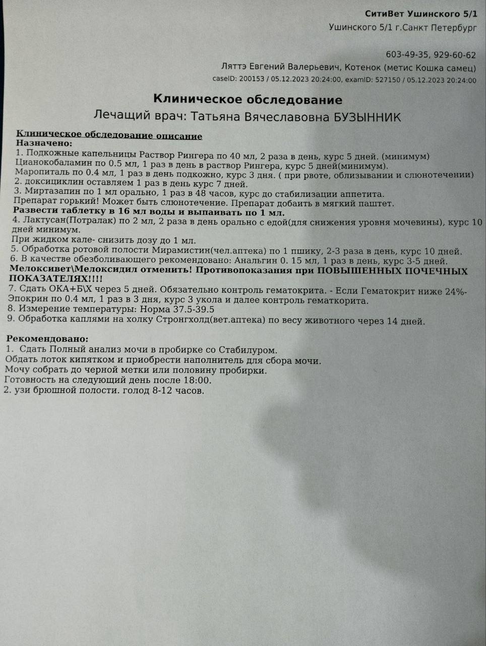 Продолжение поста «СПб и ЛО. Любань. На люке найден рыжий кот в плохом  состоянии. Ручной» | Пикабу