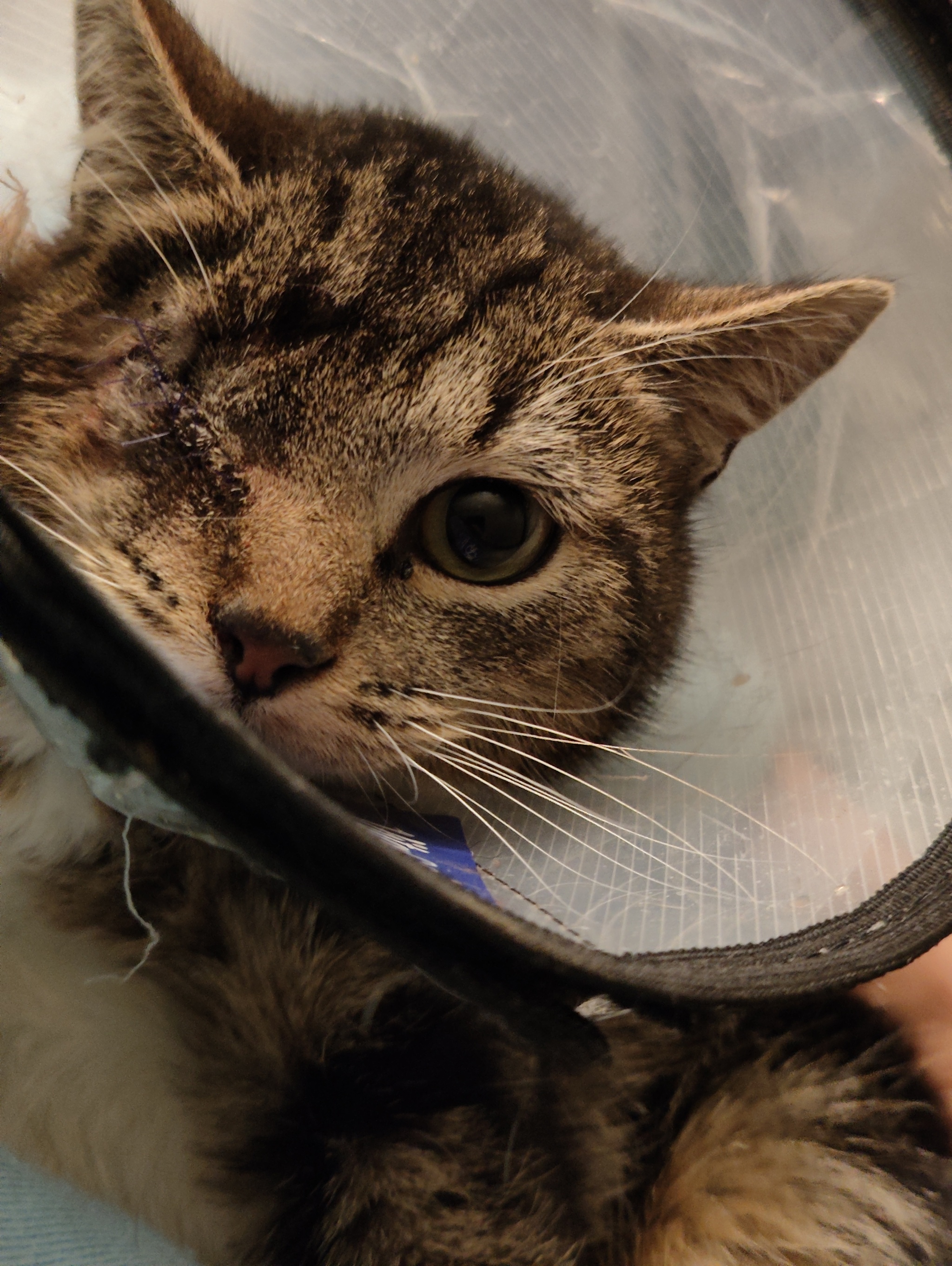 СПб и ЛО (клиника в Тосно, но довезти до Питера не проблема)Опять завал ...