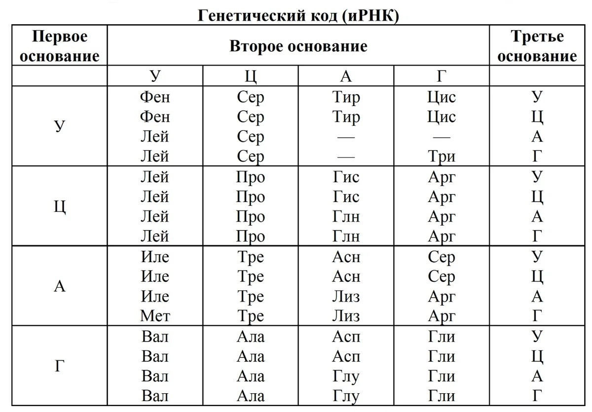 Задача на биосинтез белка. егэ по биологии | Пикабу