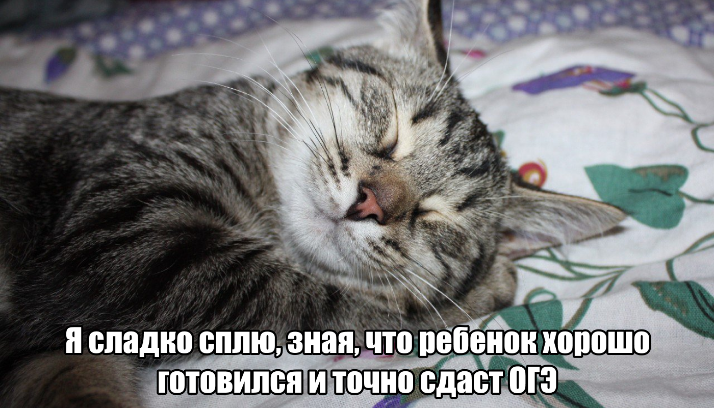 Можно не сдавать ОГЭ?». Отвечаем на популярные вопросы об экзамене | Пикабу