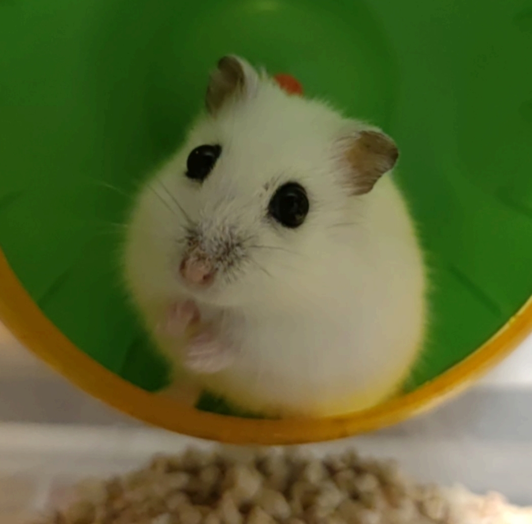 Это Крошка-Картошка, она хочет чтобы ты посмотрел на нее | Пикабу