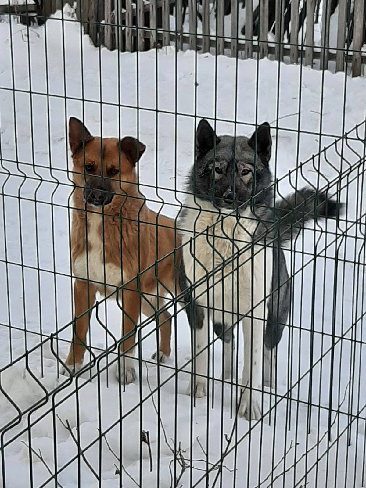 Бездомные собаки в СНТ Курочкино-2 | Пикабу