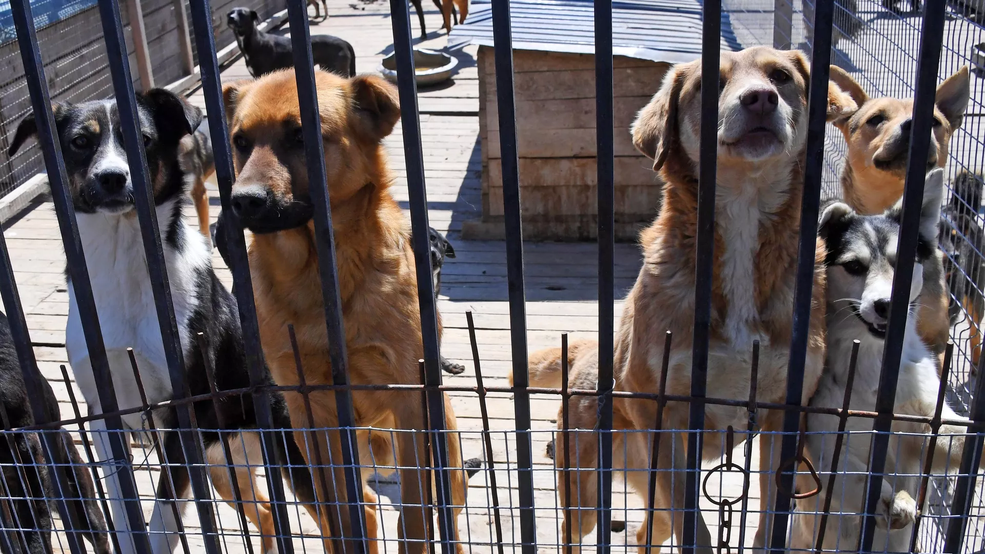 В Республике Алтай разрешили умерщвлять бездомных животных | Пикабу