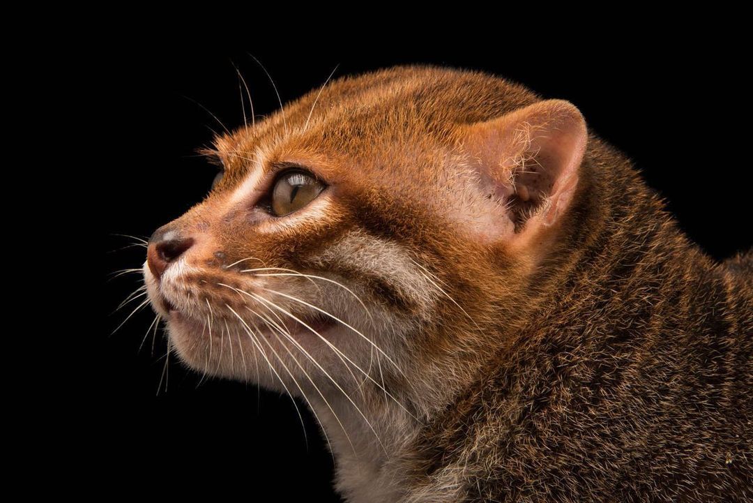 Суматранская кошка | Пикабу