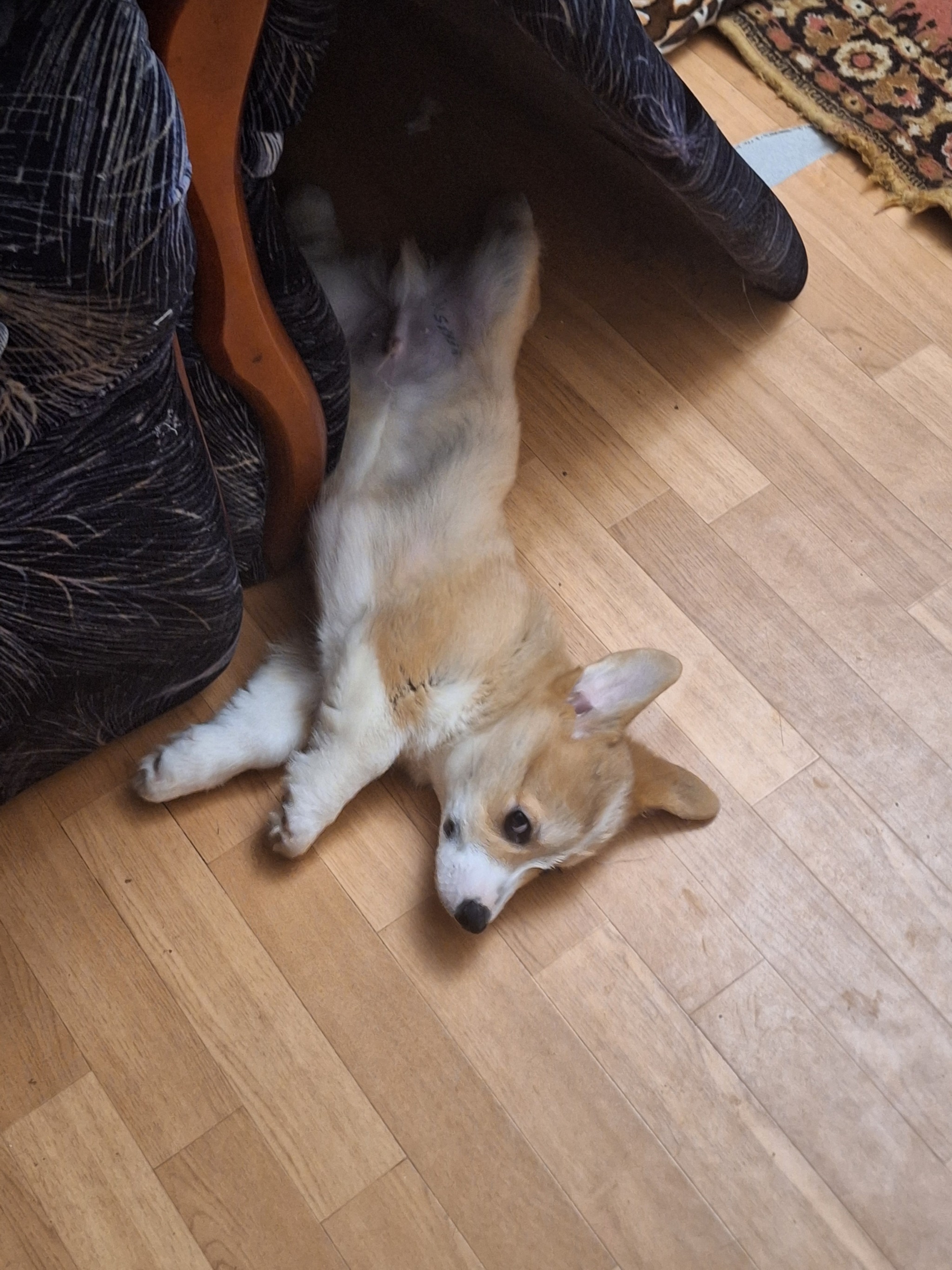 Корги или нет? | Пикабу