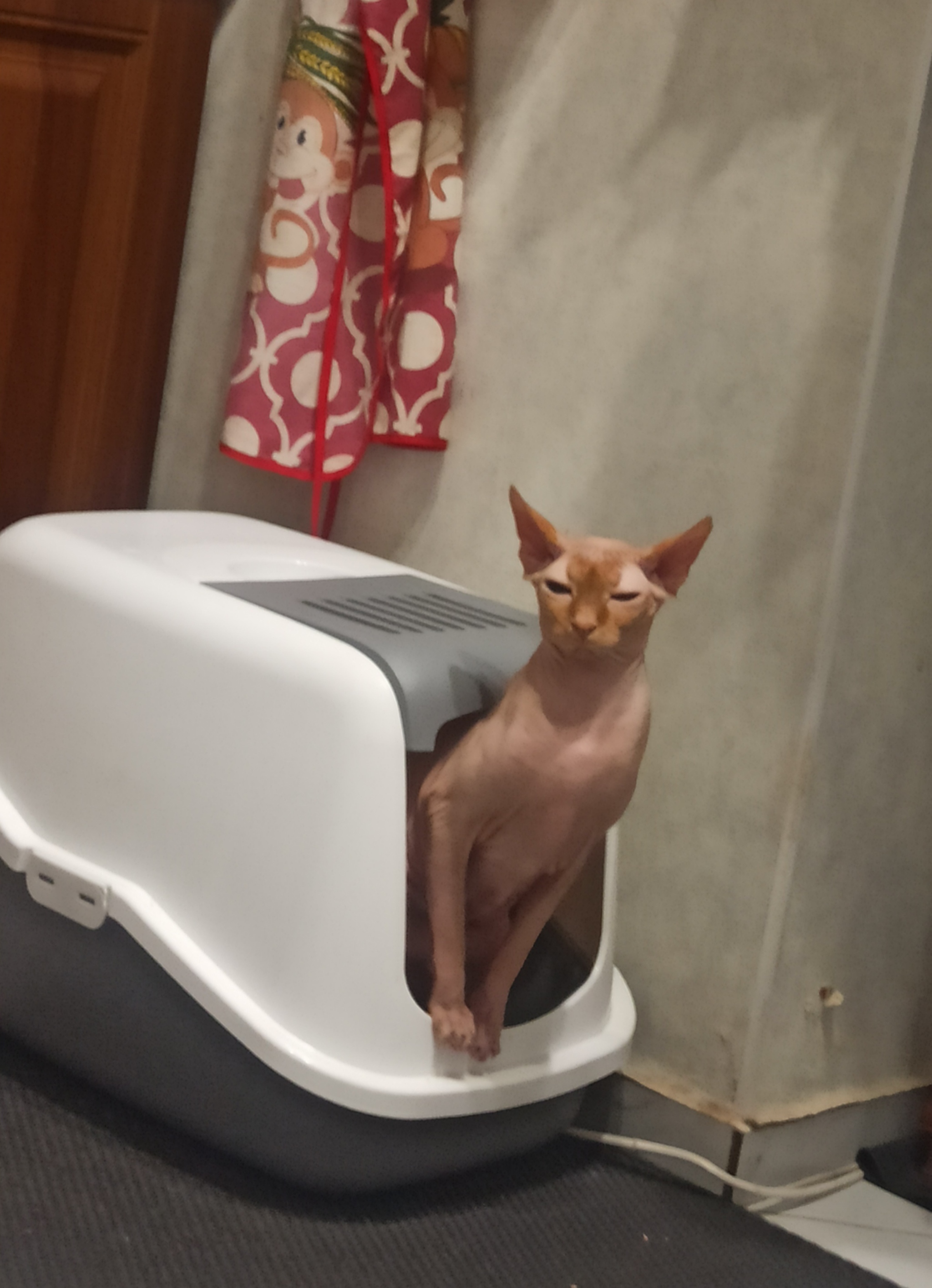 Процесс дефикации канадского сфинкса | Пикабу