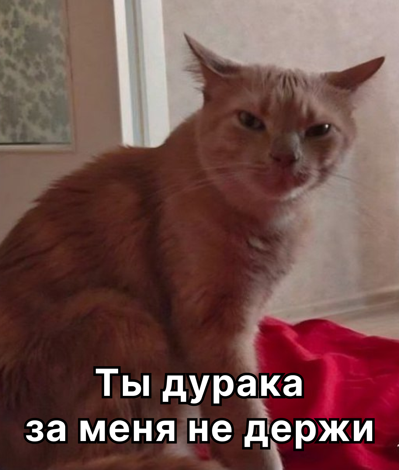 Кокошки котана | Пикабу