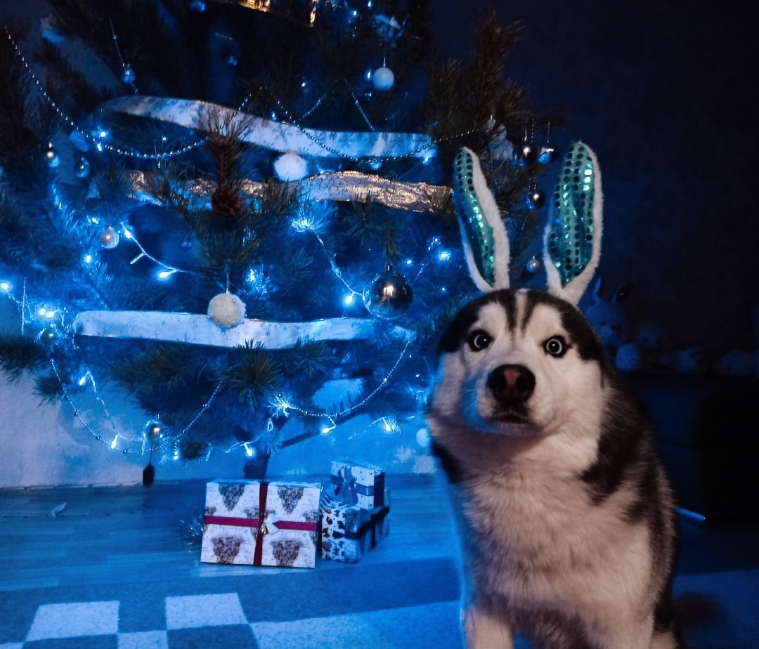 Пропала собака | Пикабу