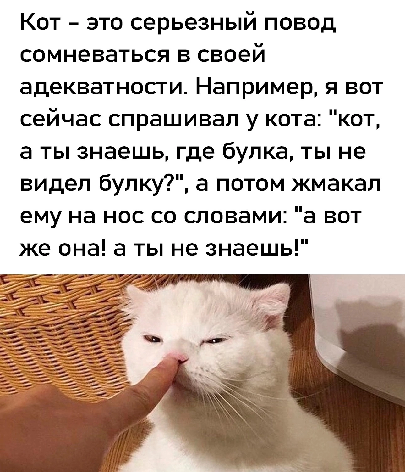 Коты адекватность | Пикабу