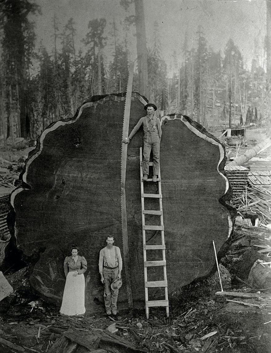 Лесорубы и гигантское поваленное дерево в Калифорнии, 1892 год | Пикабу