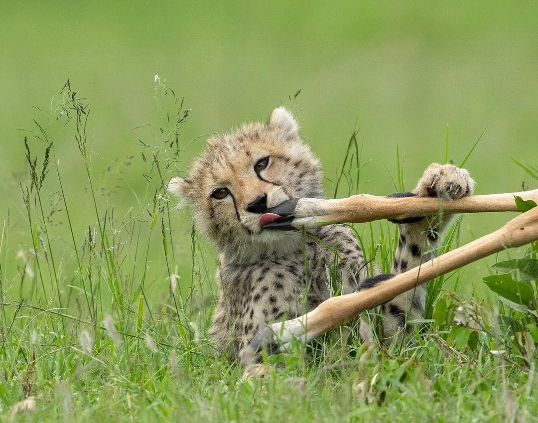 Начну с ножки | Пикабу