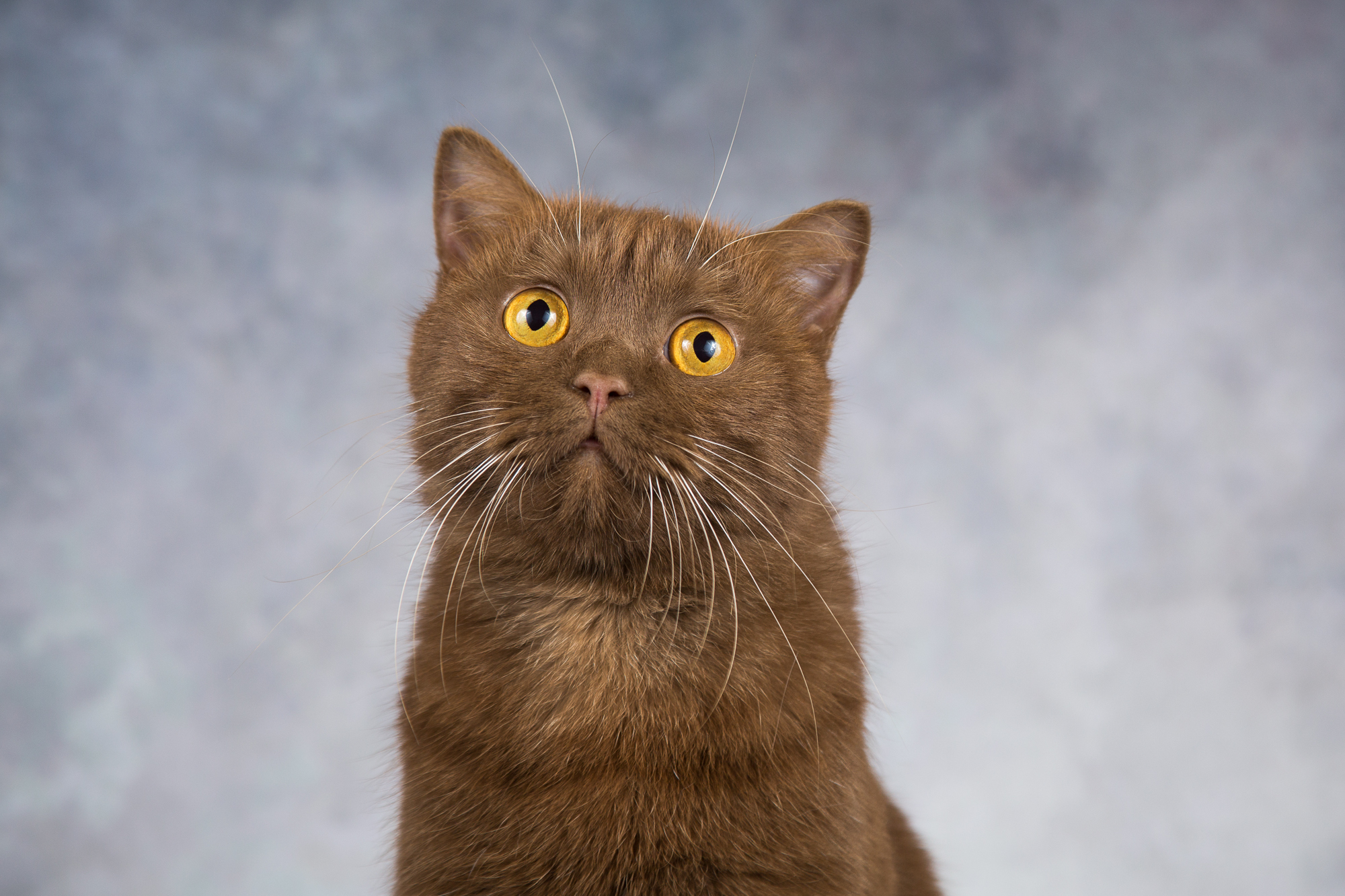 Киткат, шоколадный кот с янтарными глазами, ищет дом | Пикабу