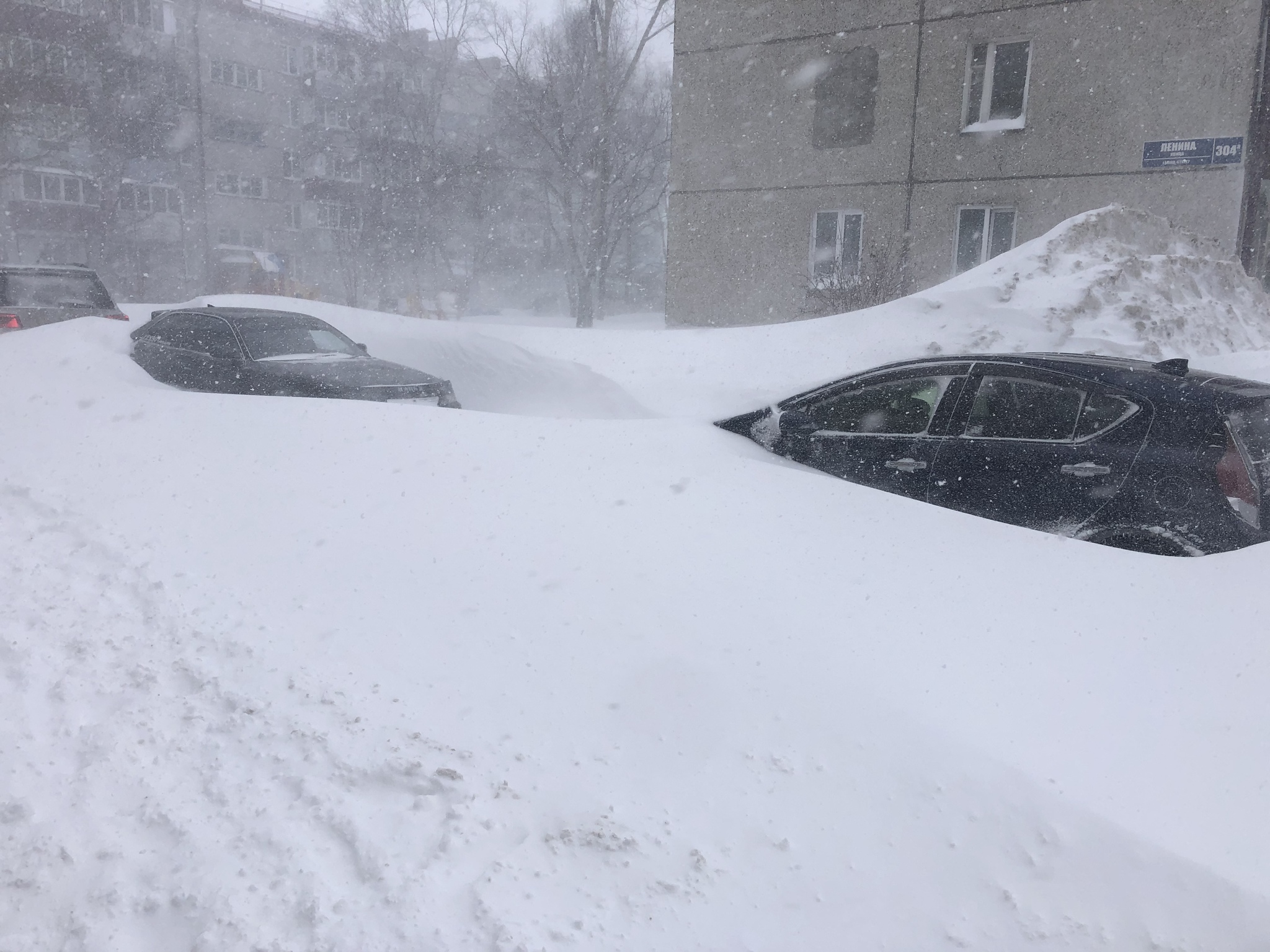 Зима в полном разгаре, к нам пришла метель :) | Пикабу