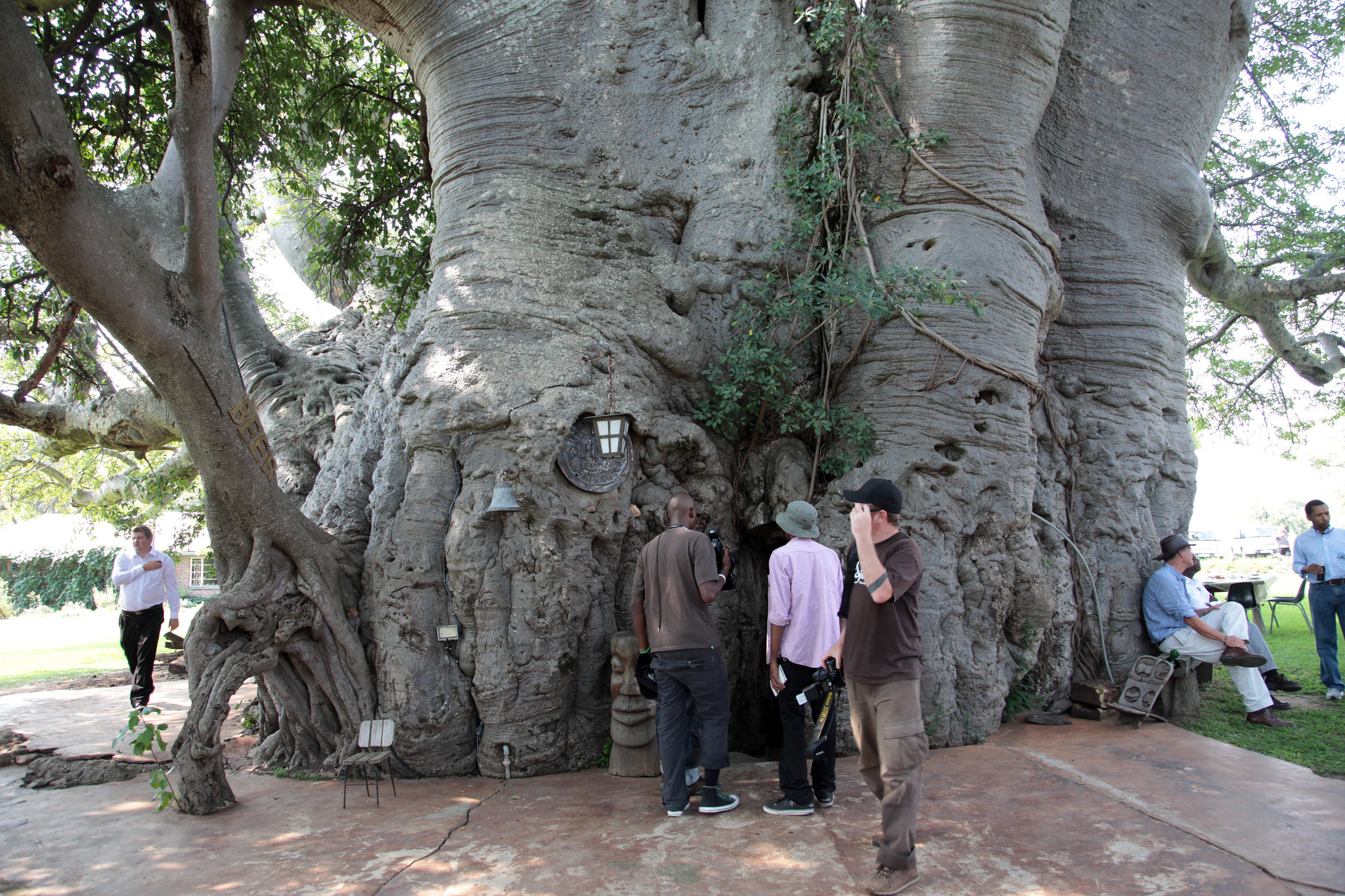 Baobab Tree Bar (Провинция Лимпопо, Южная Африка) | Пикабу