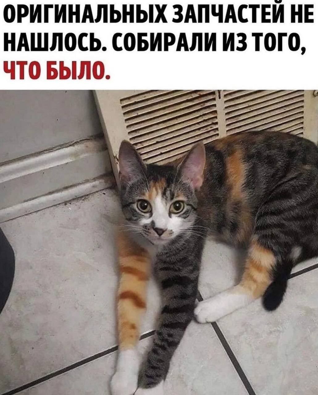 Котя | Пикабу