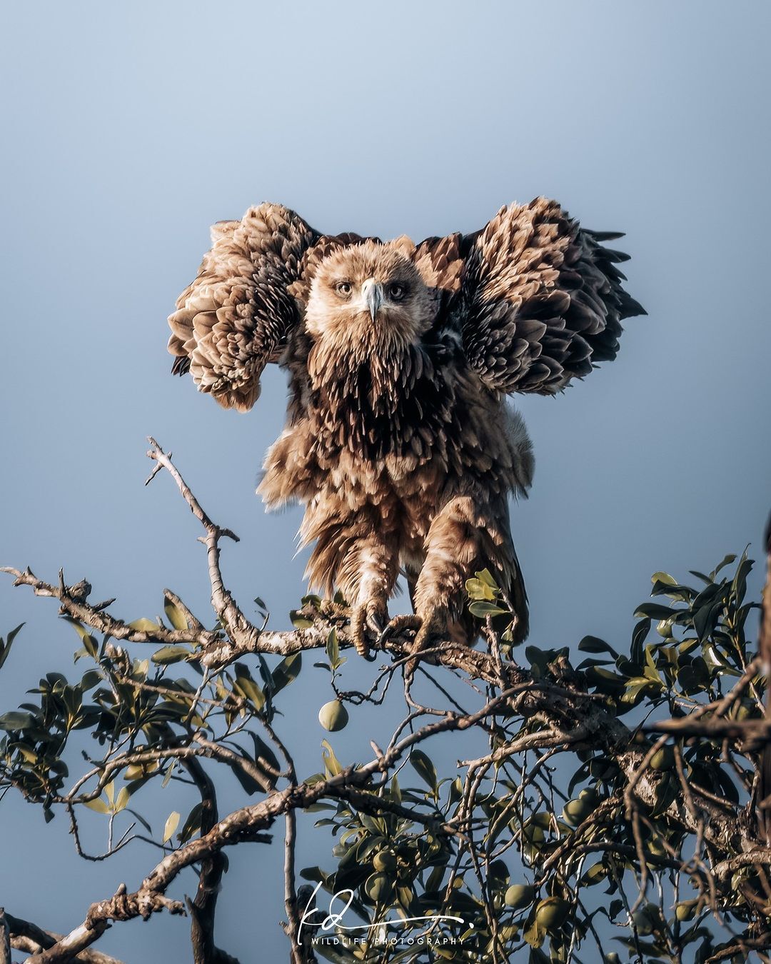 Распушился | Пикабу