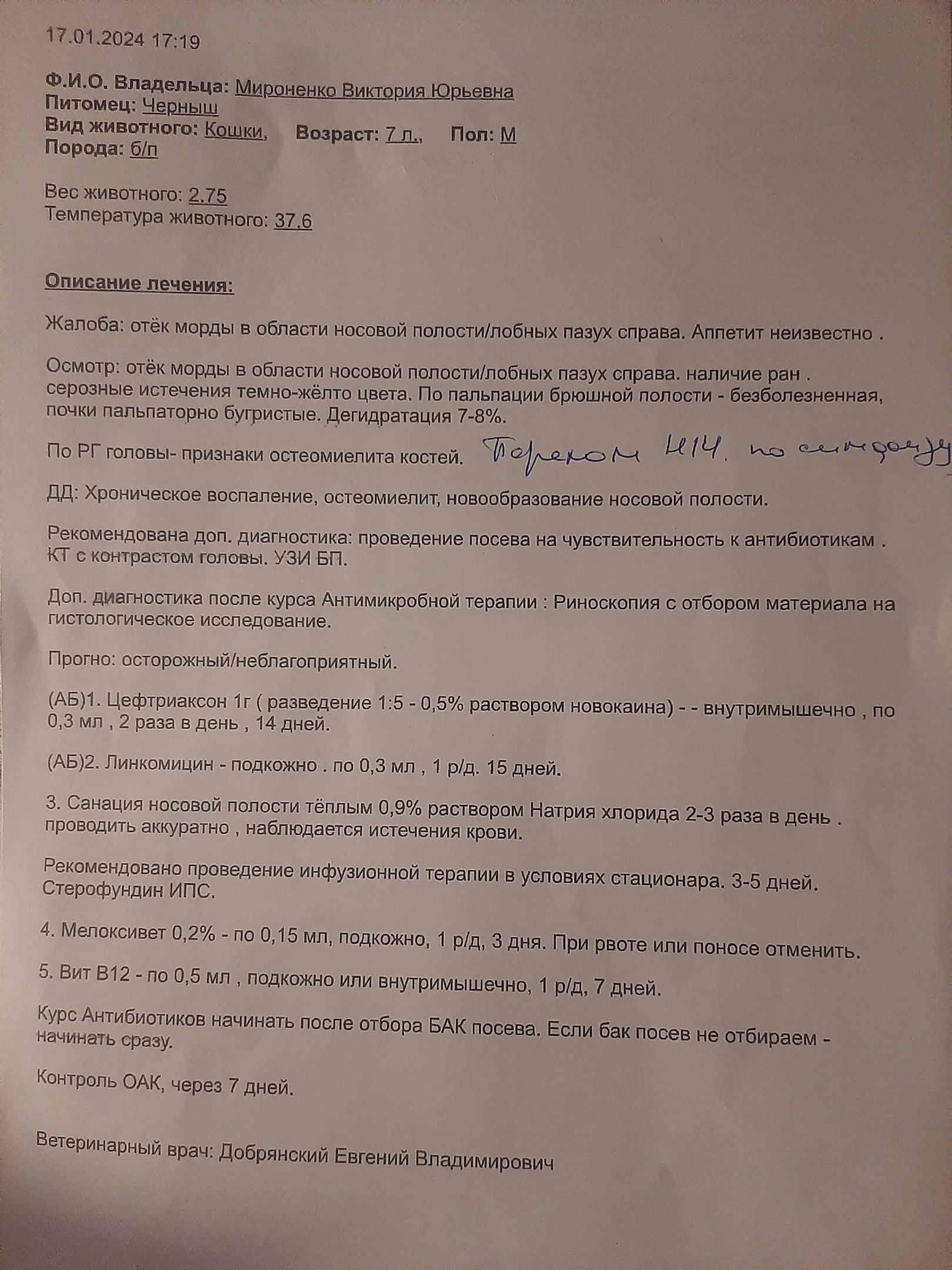 История котика Черныша, который чуть не сгнил заживо у нерадивых хозяев.  Очень нужен дом по Крыму! | Пикабу