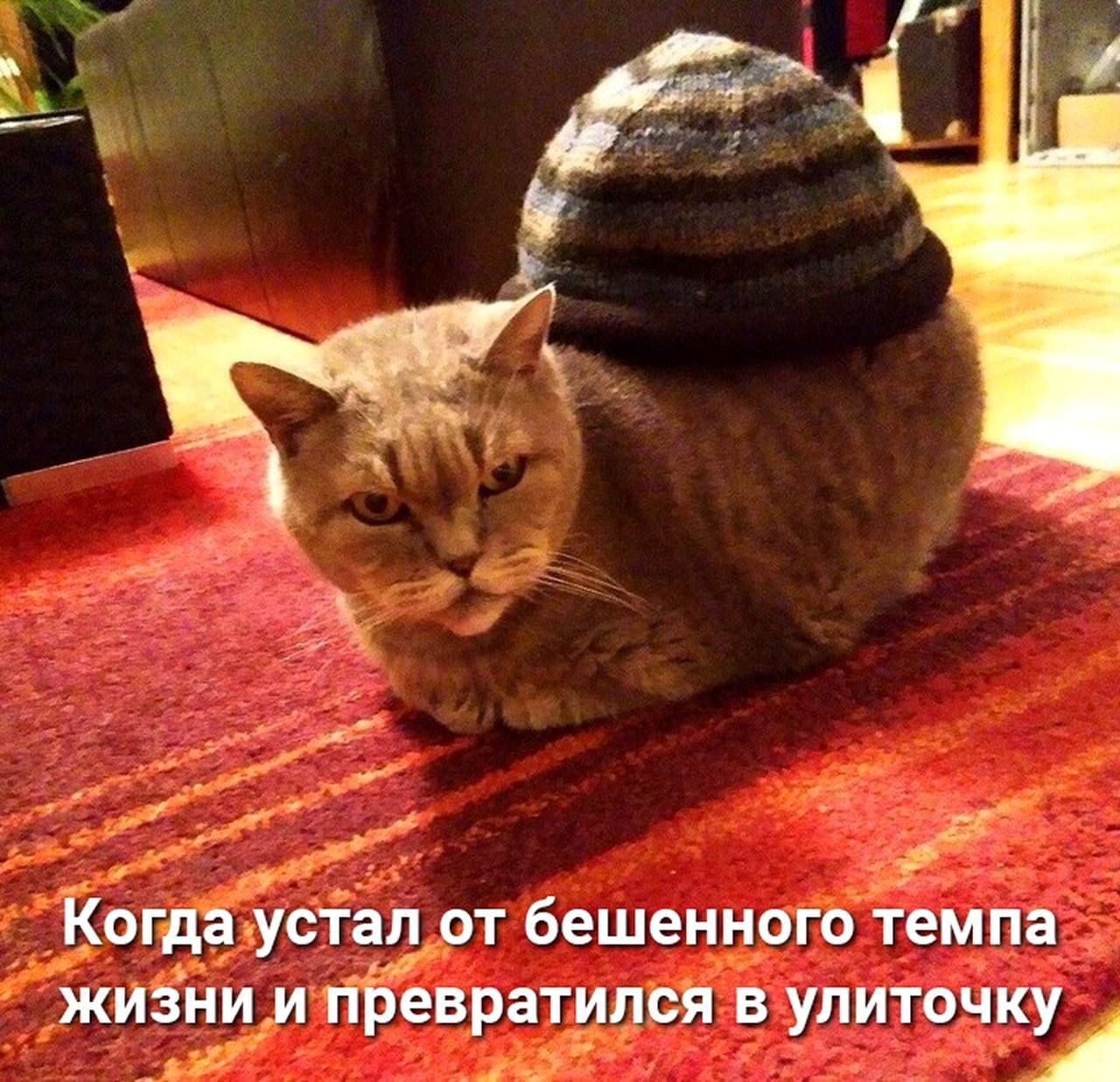 Улиточка | Пикабу