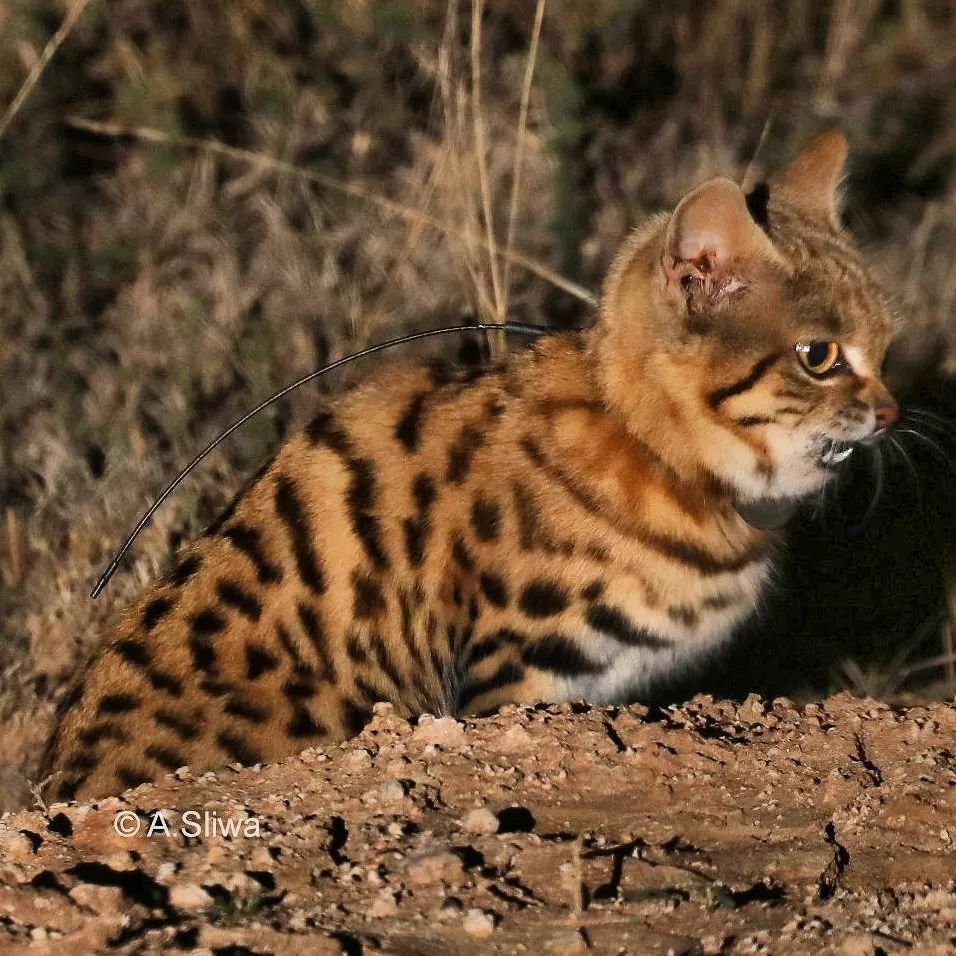 Острые зубки | Пикабу