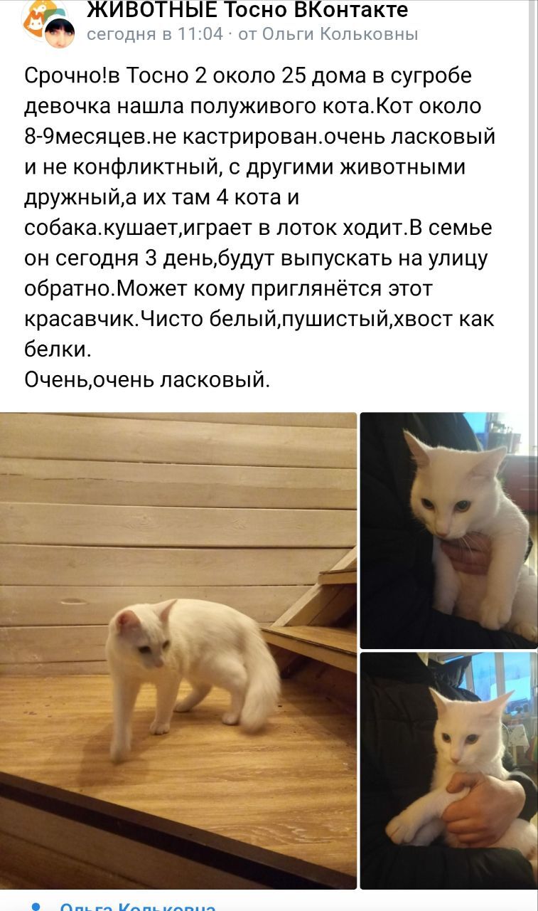 У нас новый почти полностью белый котик в клинике. Был найден несколько  дней назад в сугробе | Пикабу