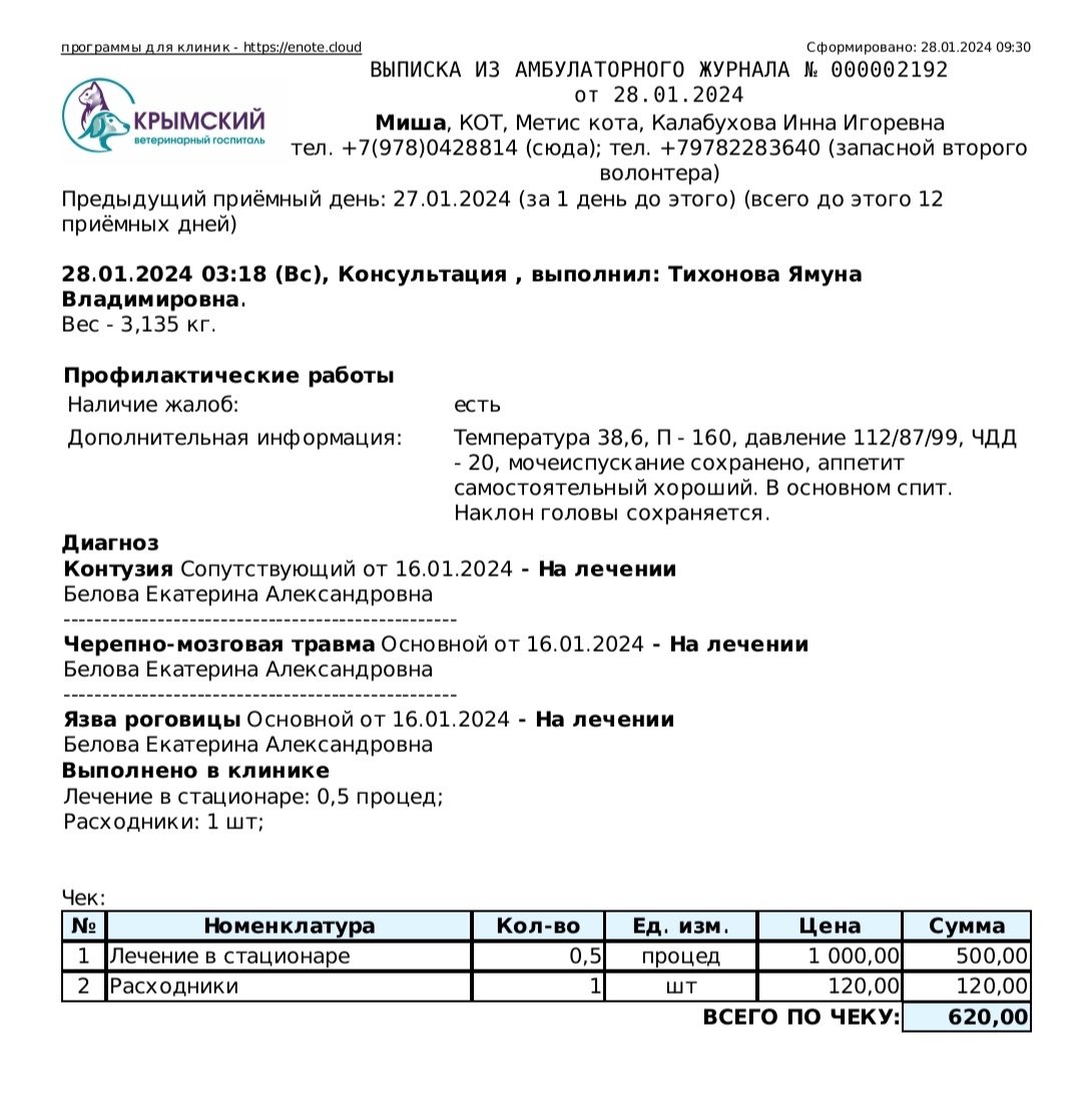 Продолжение поста «История уличного кота Мишки которого сбила машина. ЧМТ,  сломана челюсть, перестал видеть глаз. Нужна помощь!» | Пикабу