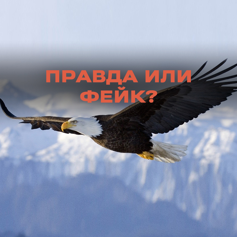 Орлы удаляют клюв, когти и перья, чтобы продлить себе жизнь: правда или  фейк? | Пикабу