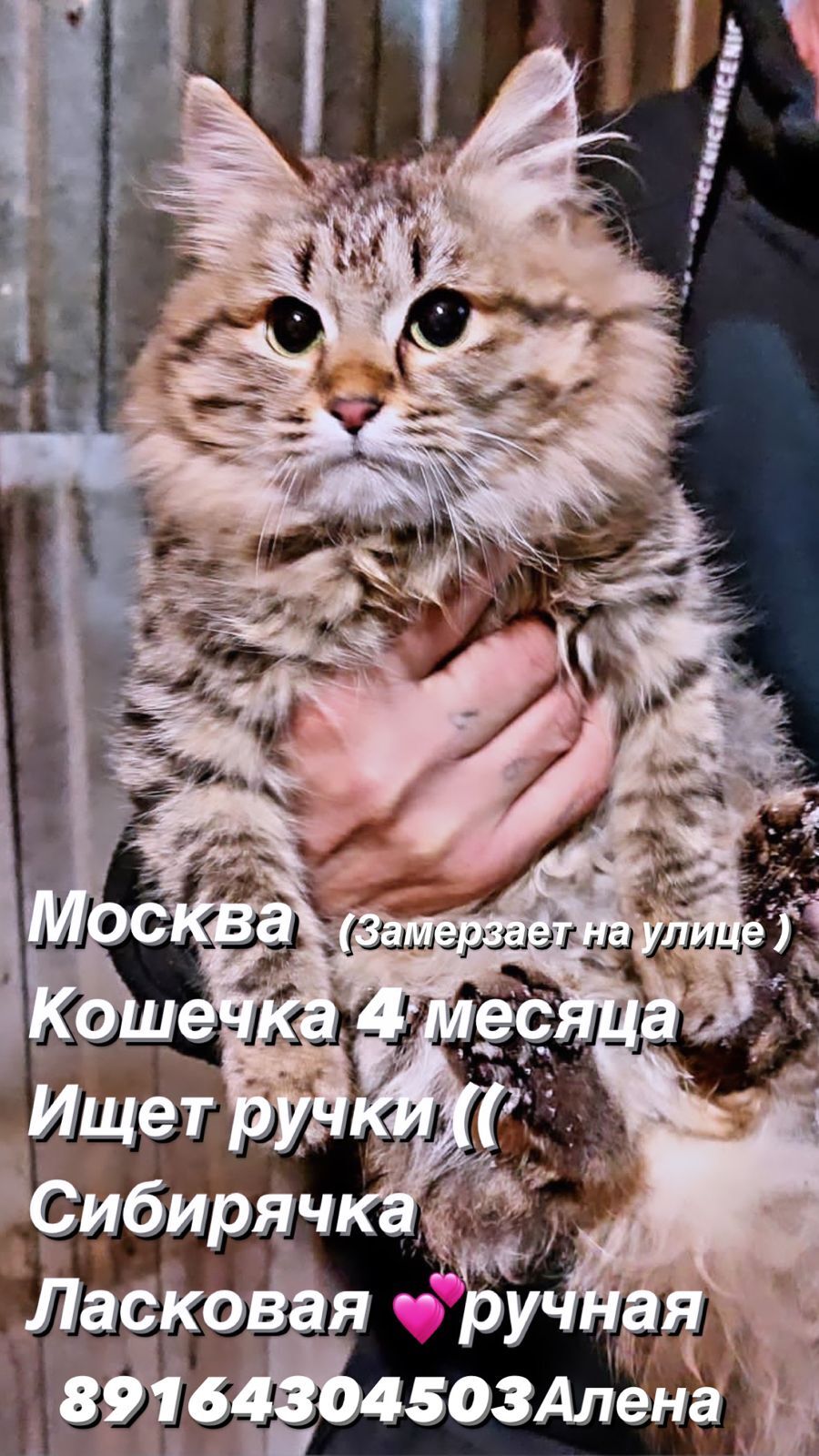 Кошка Сибирячка 4 мес ищет дом | Пикабу