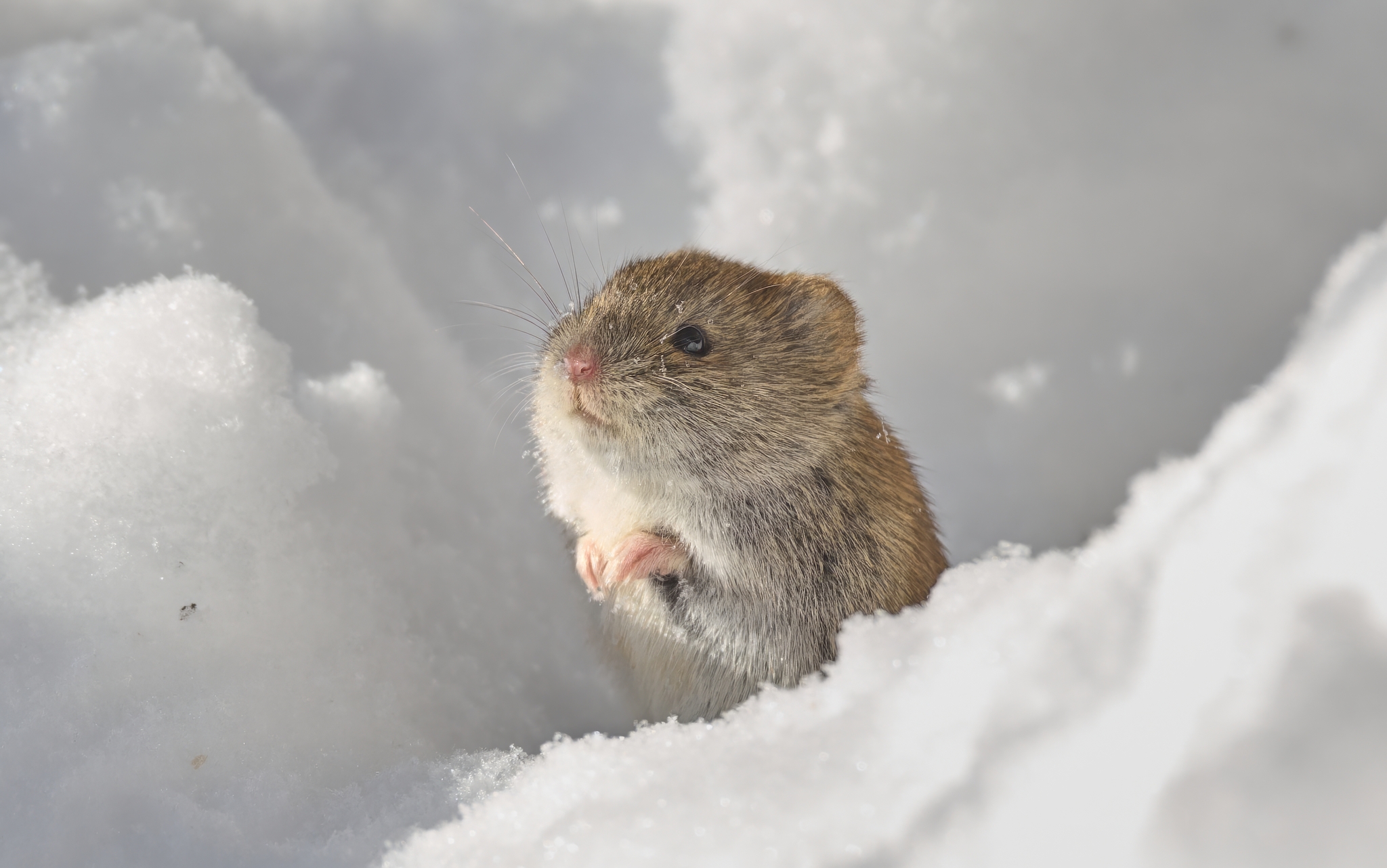 Полевая мышь (Битцевский парк) | Пикабу