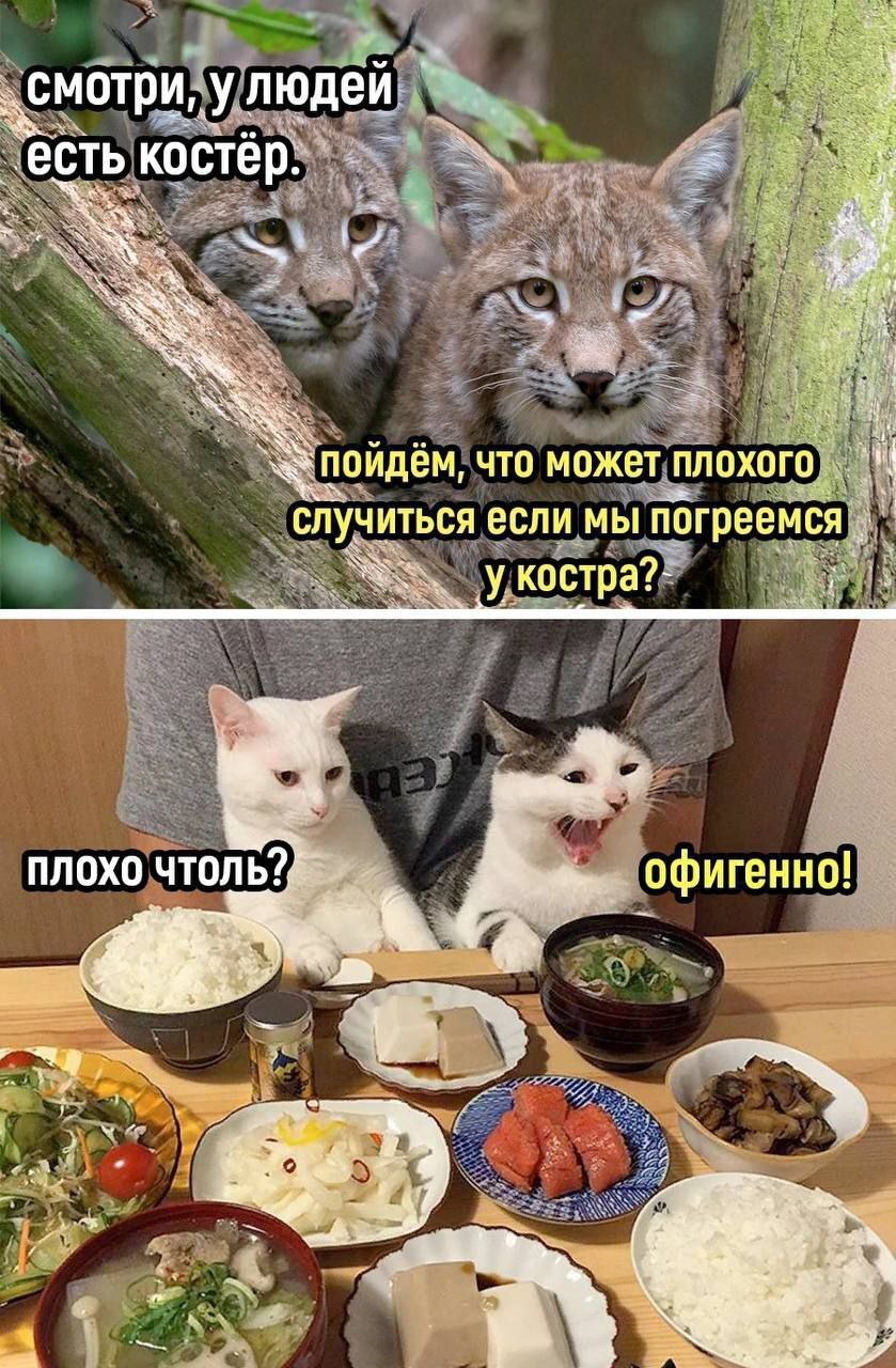 Костер | Пикабу