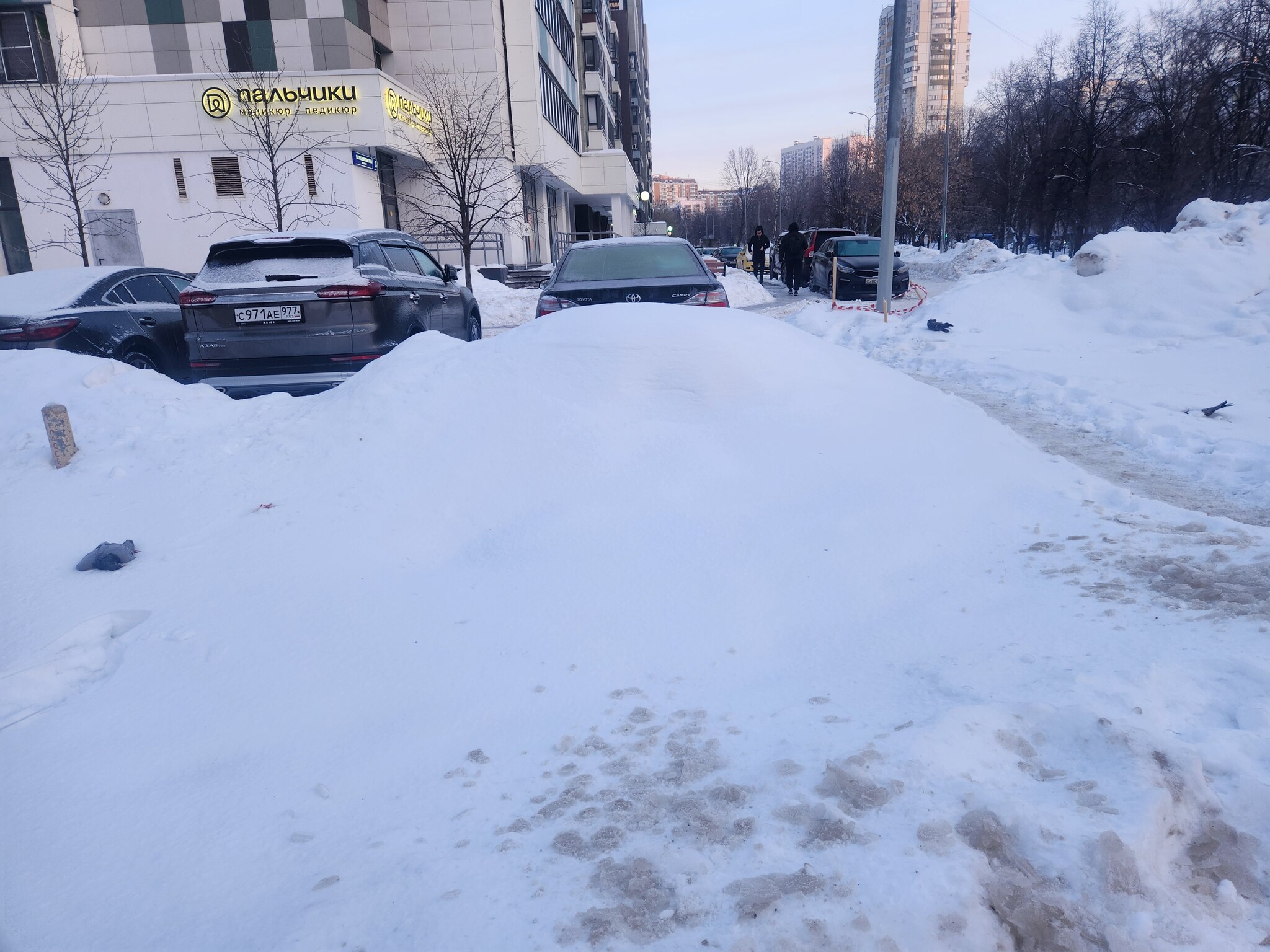 В Москве участился массовый суицид голубей | Пикабу