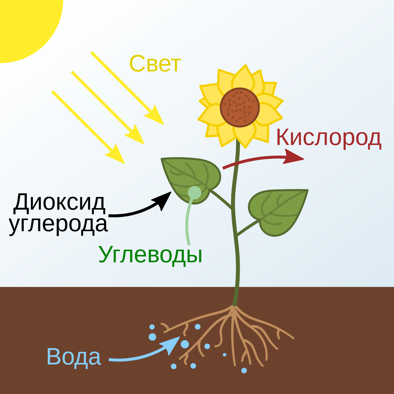 Знает ли Бог про фотосинтез? | Пикабу