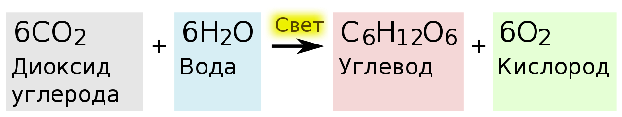Знает ли Бог про фотосинтез? | Пикабу