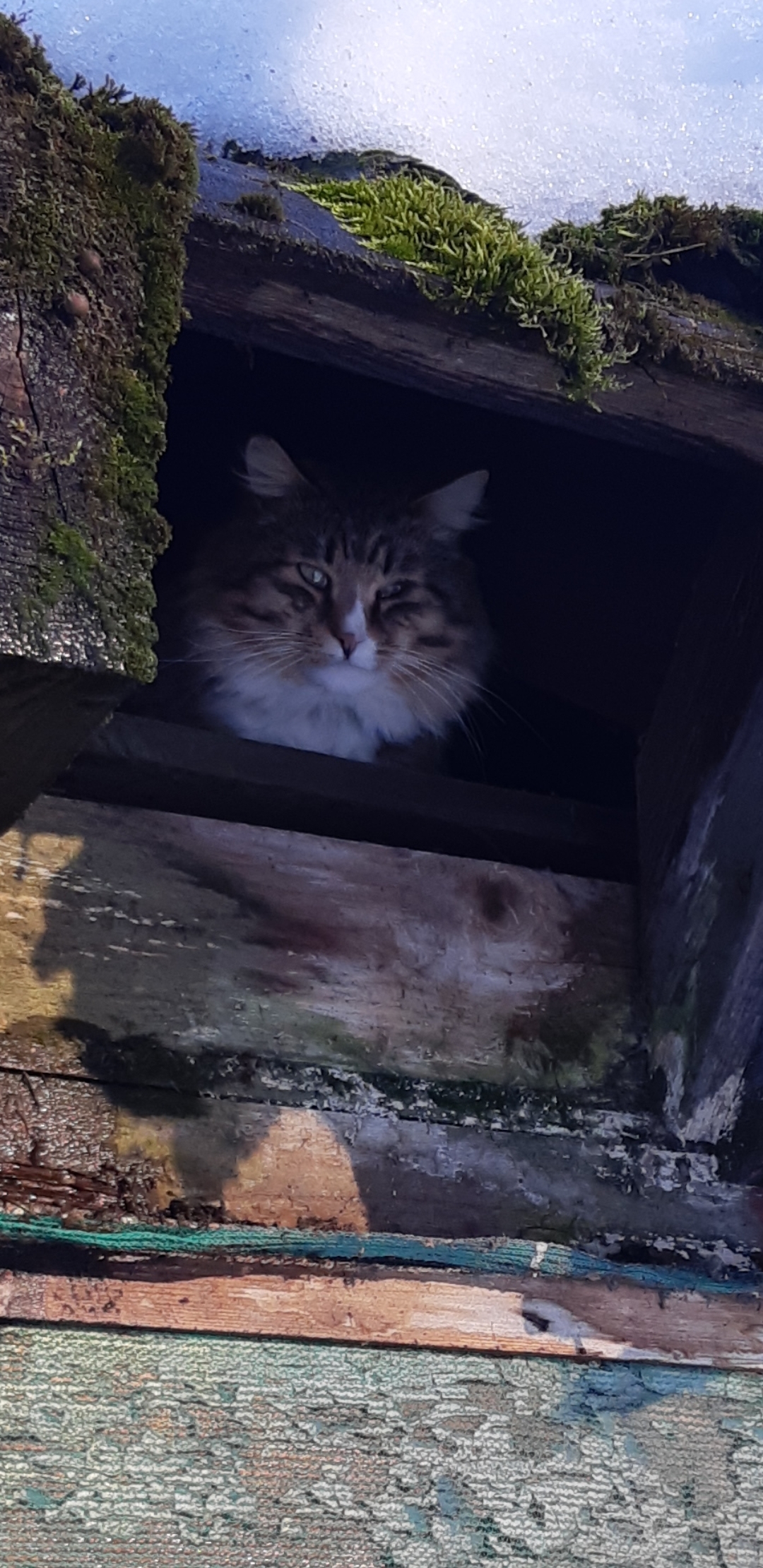 Весенний котяро | Пикабу