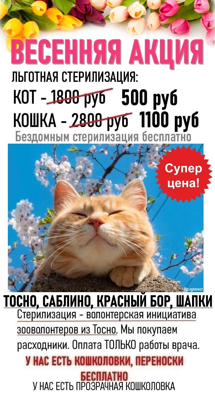 у меня есть дома кот минус (200) фото