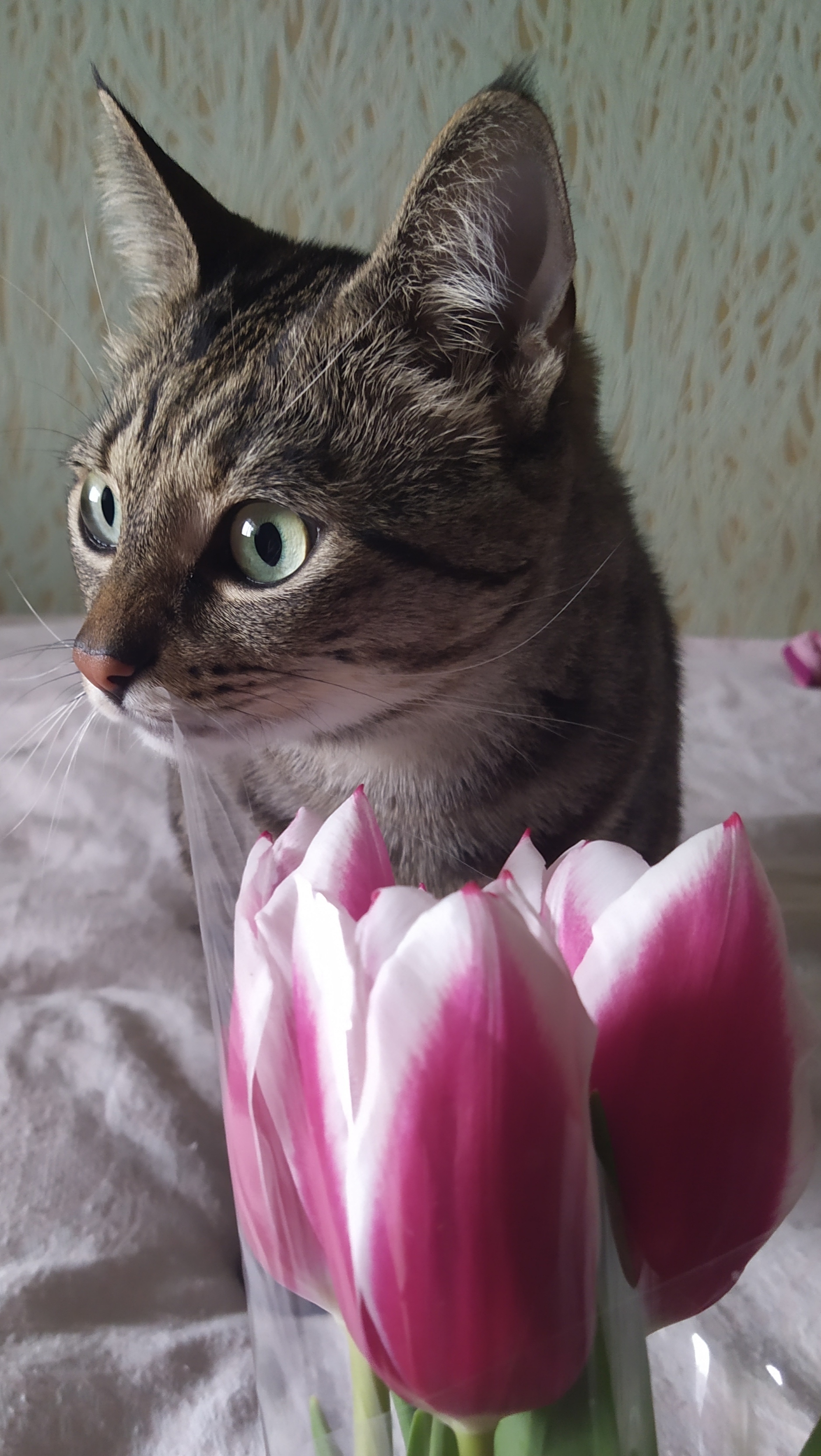 Кот весенний | Пикабу