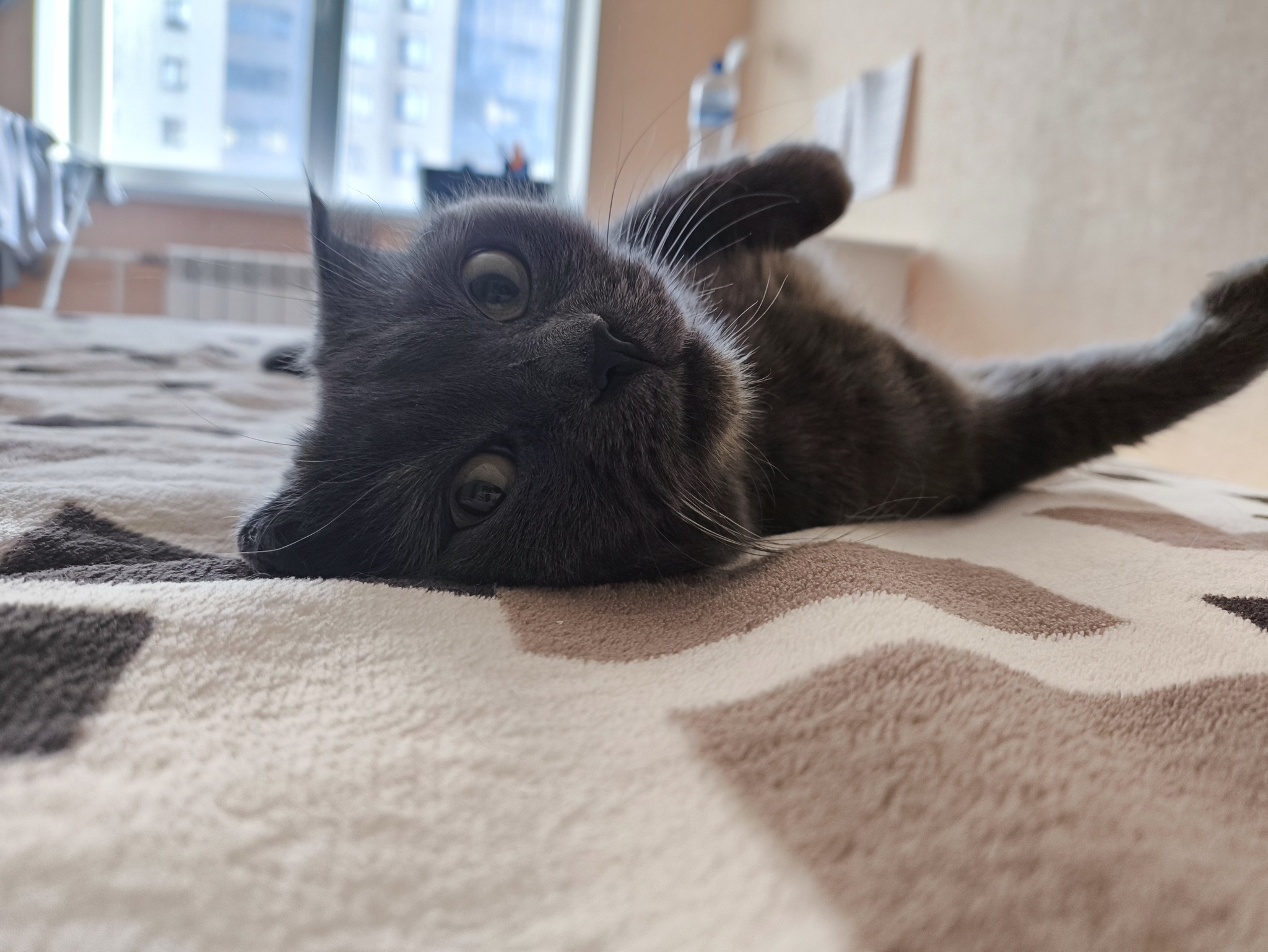 Клуб кошечка