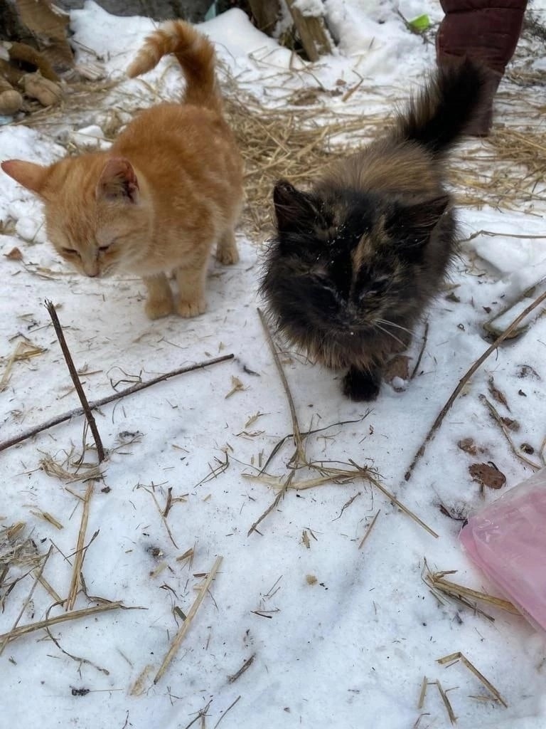 Привет из дома от Сани и Бони. Год назад их принесли в клинику. Ту ледяную  зиму они чудом пережили с холодном сарае, греясь друг о дружку | Пикабу