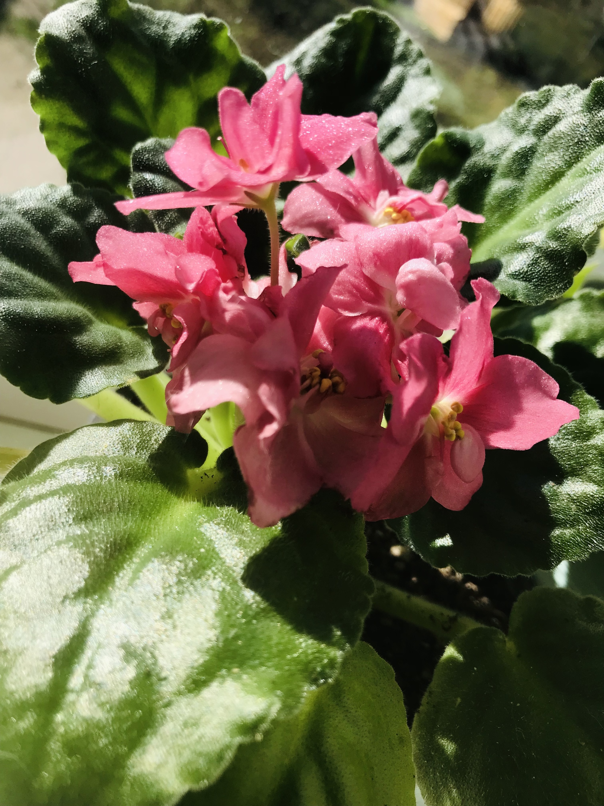 Алан Уотс | Пикабу