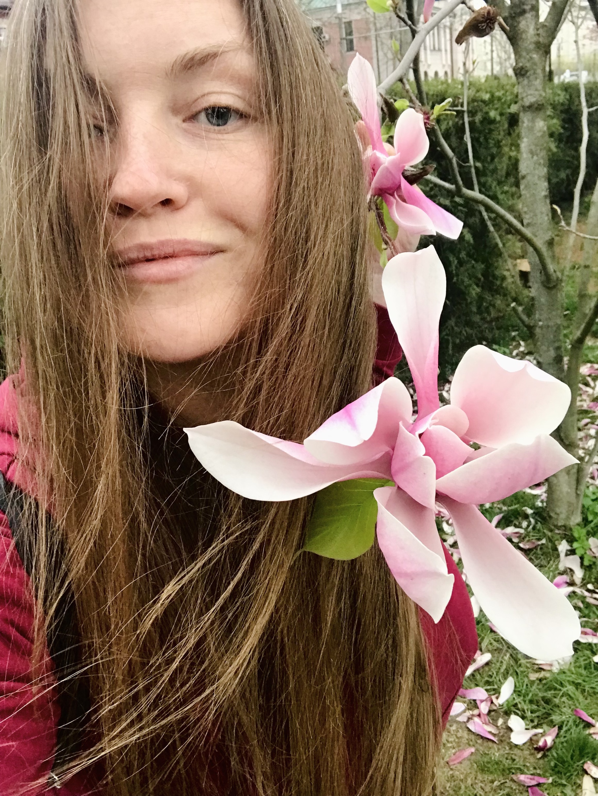 Магнолии цветут ... | Пикабу