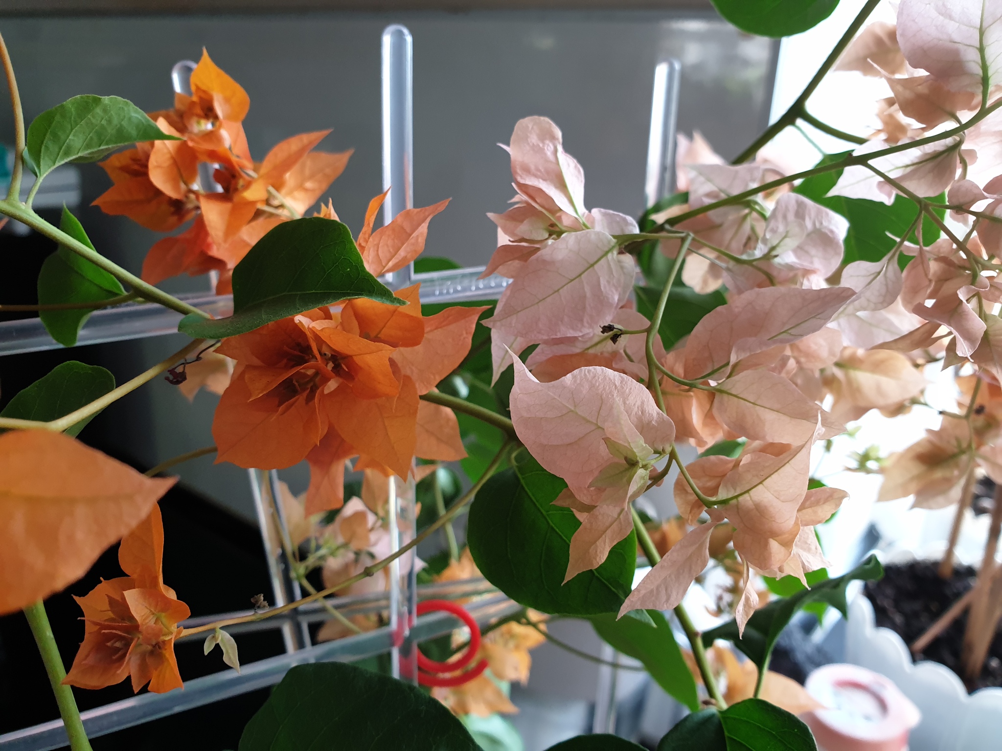 Буги бывают разные | Пикабу