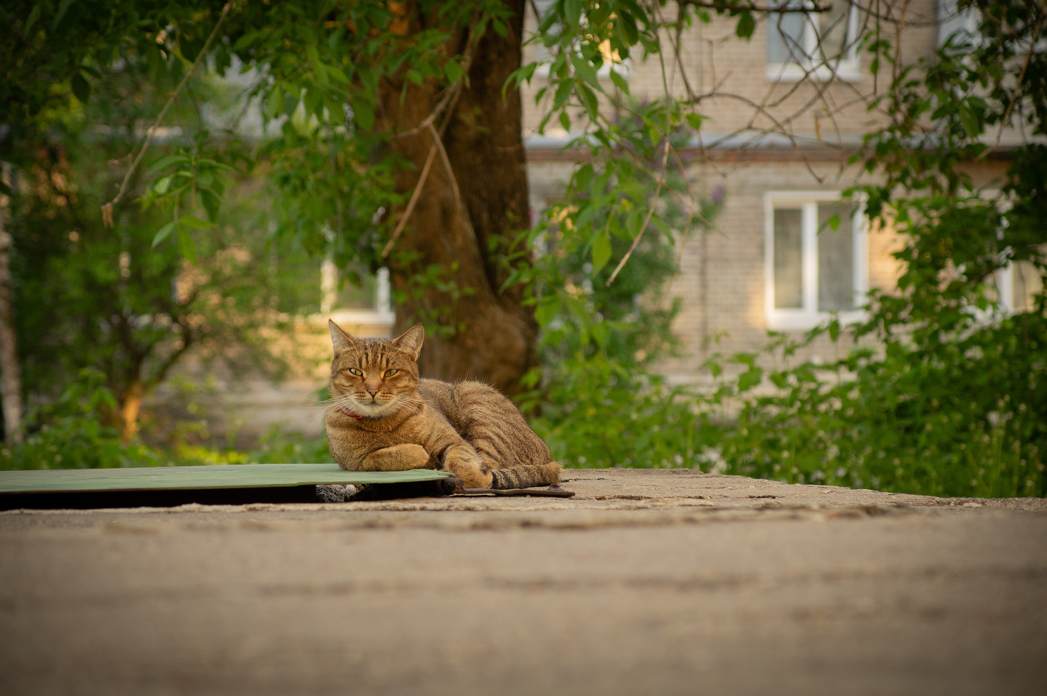 Котики Электроуглей | Пикабу