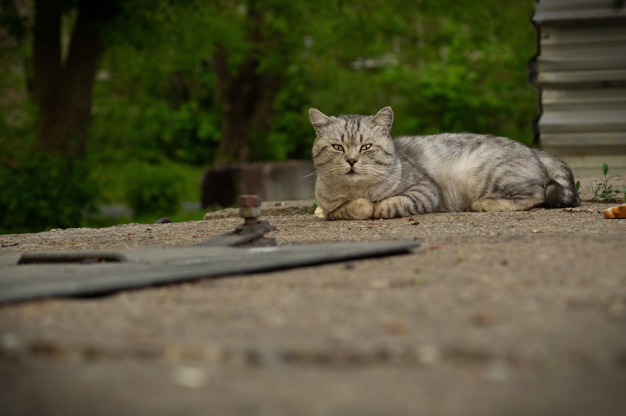 Котики Электроуглей | Пикабу