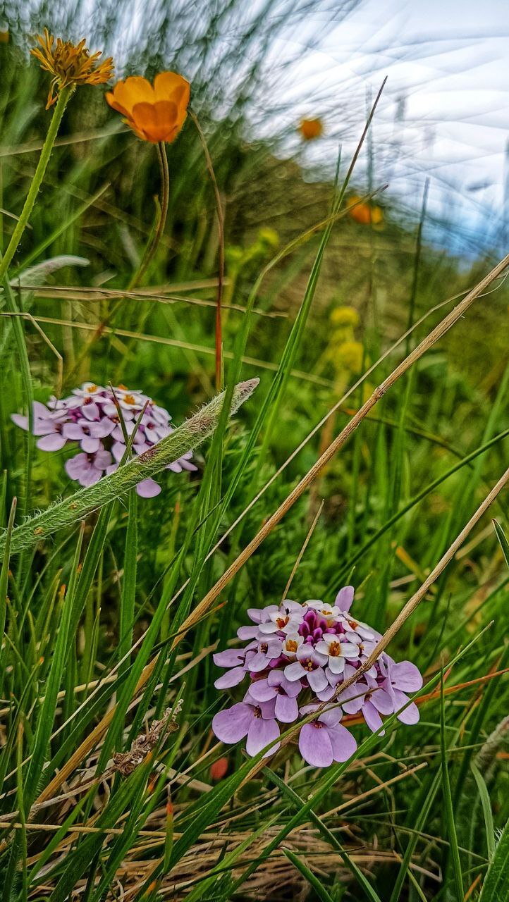 Иберийка оштенская | Пикабу