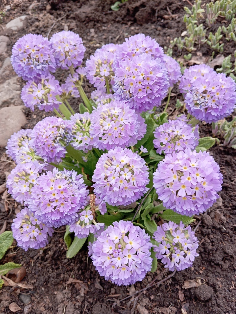 Примула мелкозубчатая | Пикабу