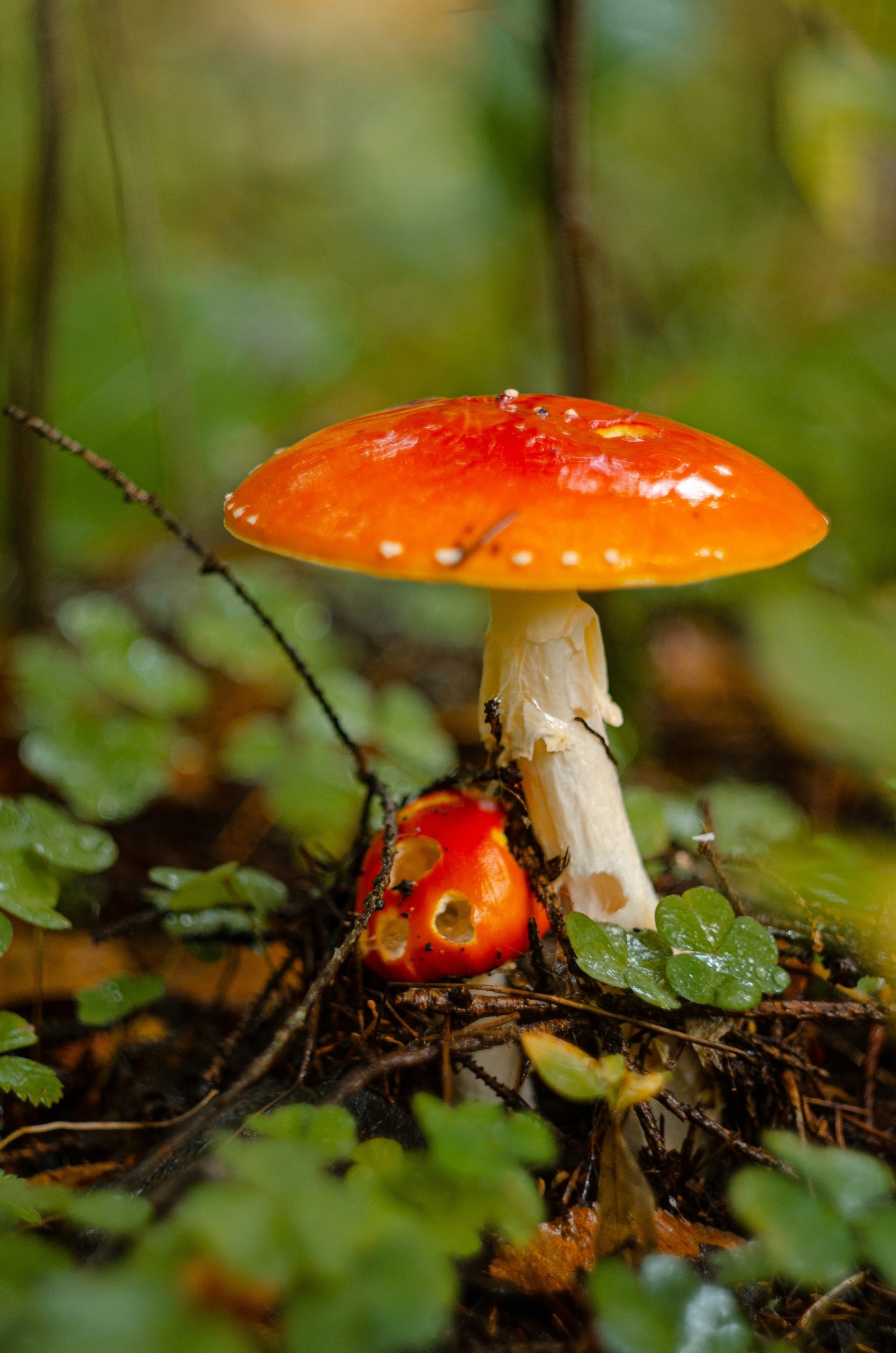 Грибные места | Пикабу