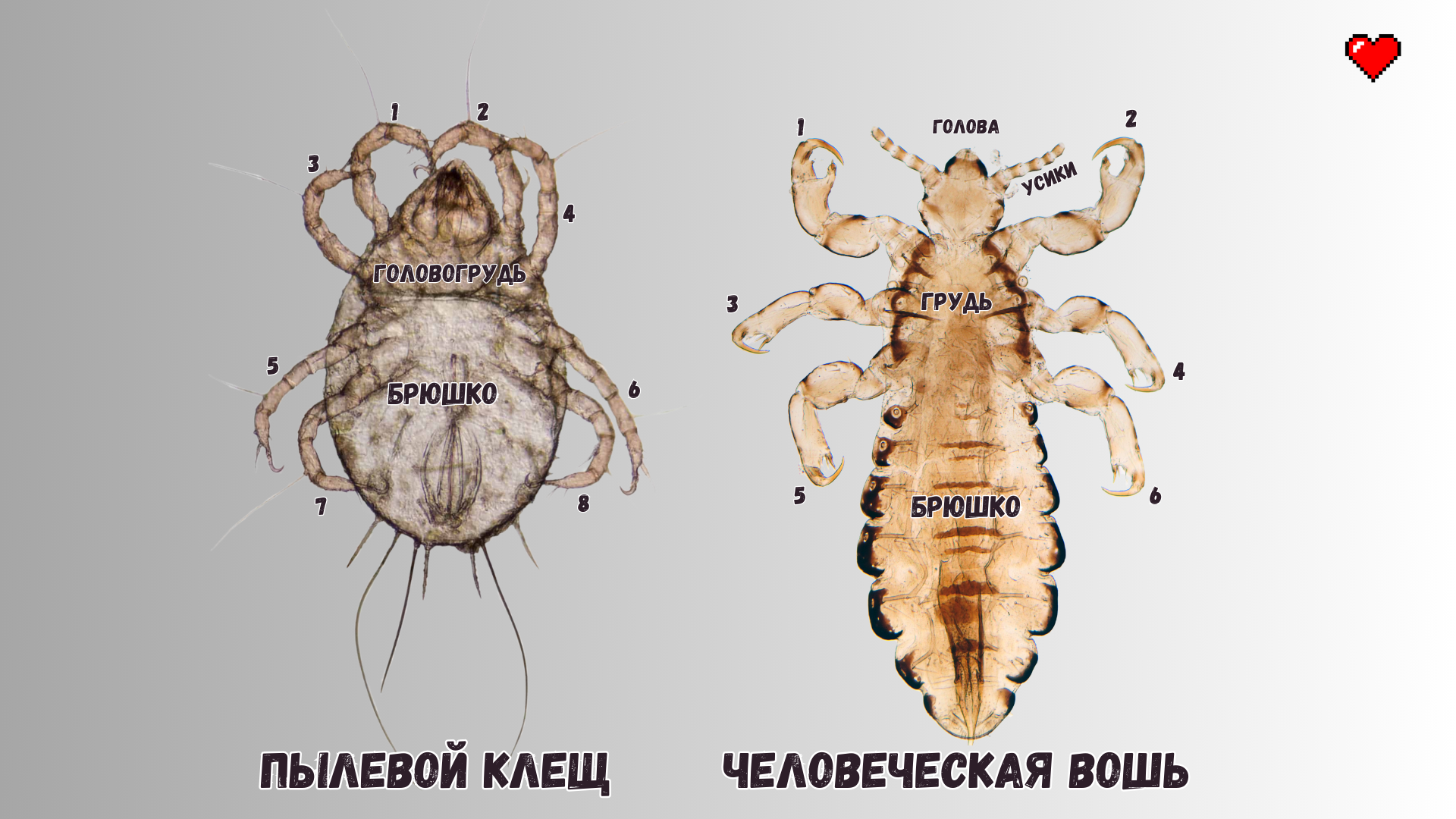 Клещ: истории из жизни, советы, новости, юмор и картинки — Лучшее | Пикабу