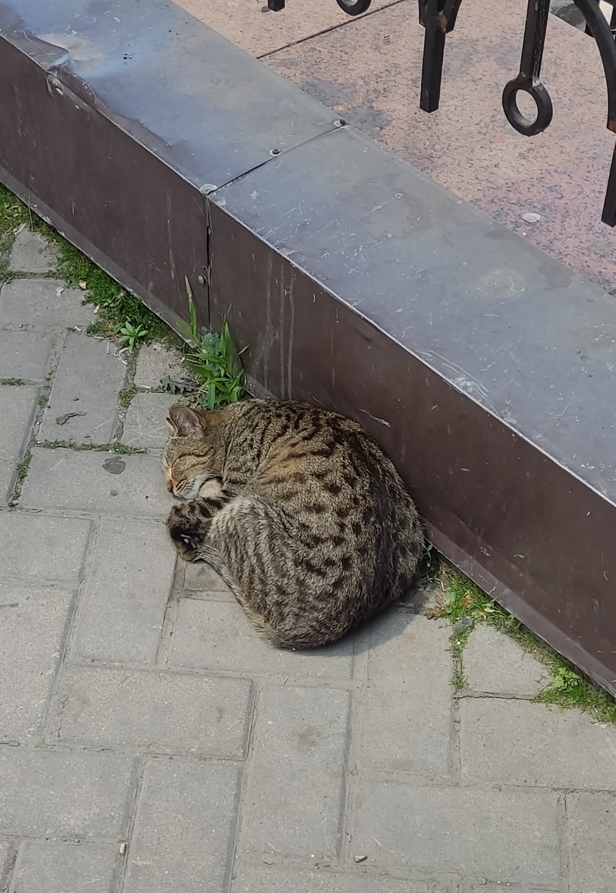 Нужен дом беременной кошечке. Алматы, Казахстан | Пикабу