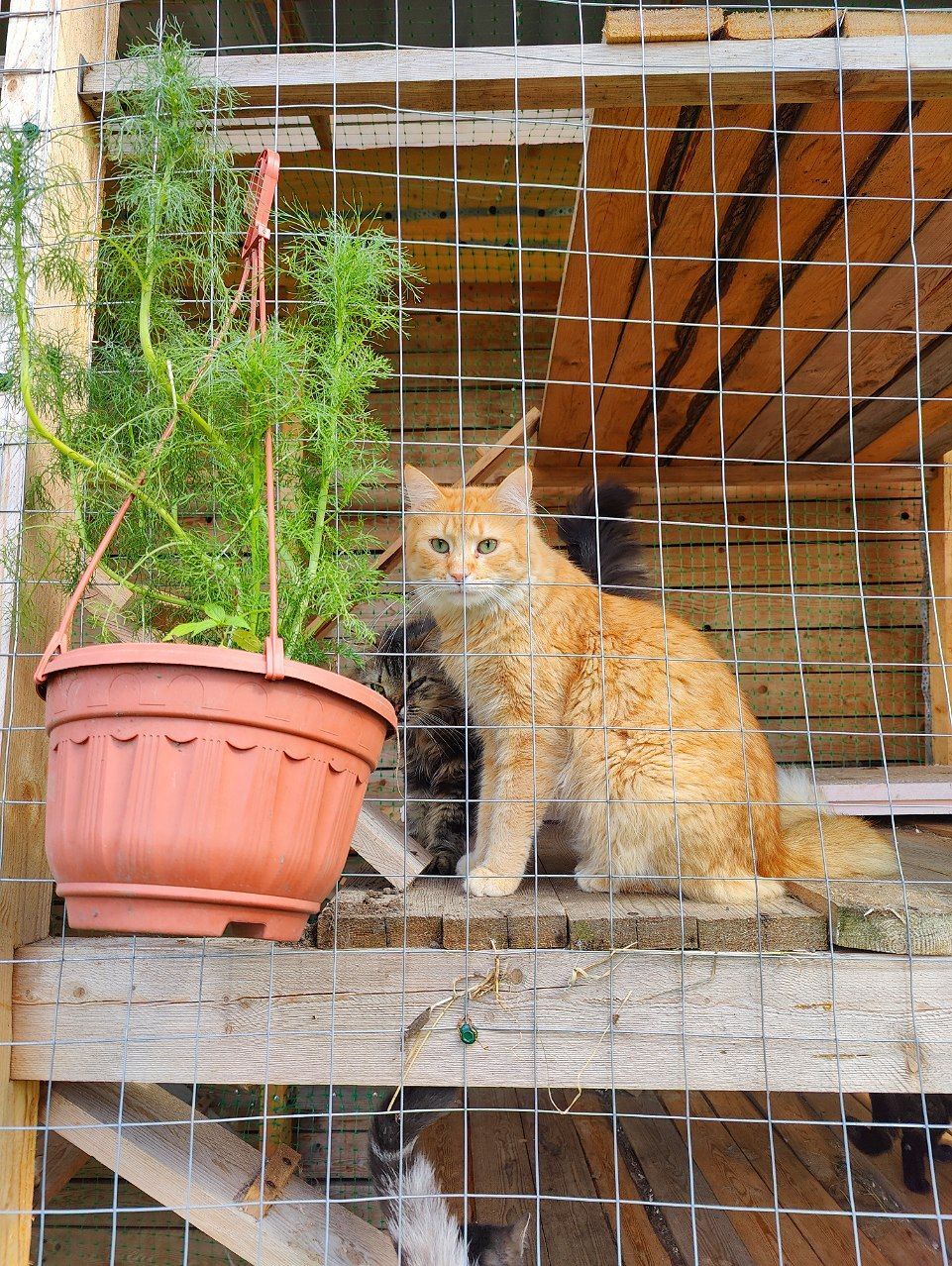 Всем привет из котовника для спасенных котиков, где сейчас они проводят  почти все свое время | Пикабу