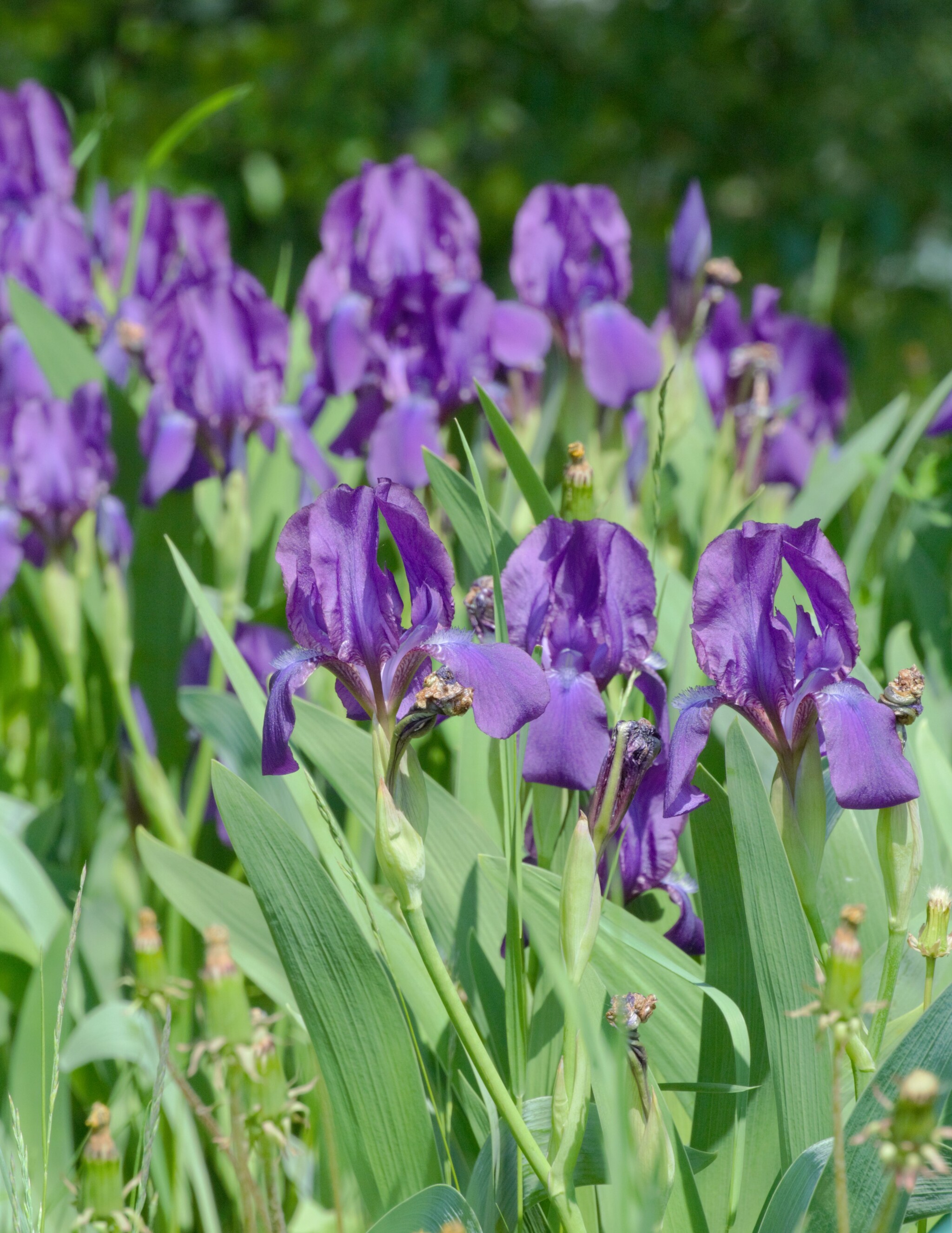 Тест КЭНОН СХ 110 | Пикабу