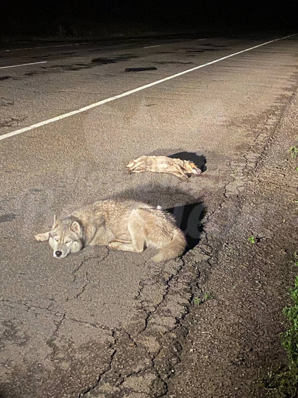 Жизнь собачья... | Пикабу